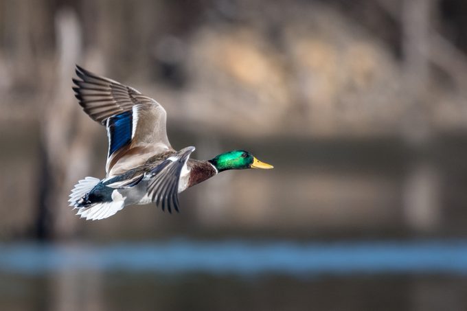 avian flu