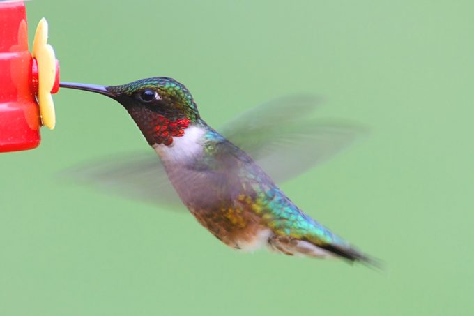 Ruby-throated Hummingbird At A Feeder