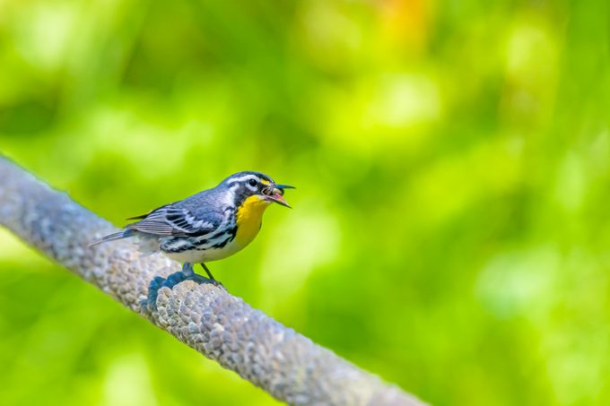 yellow-throated warbler Eating A Big Spider, One Of Their Favorite Meals!