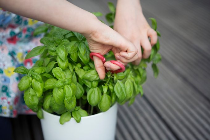 Child harvesting leaves from a basil plant, care of a basil plant