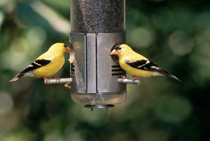 avian flu, American Goldfinches at Bird Feeder