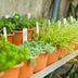 5 Tips for Picking a Healthy Plant at the Nursery