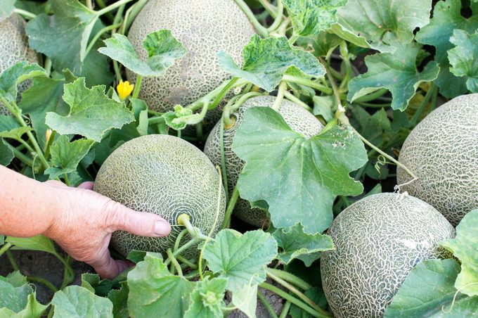 Melon plant