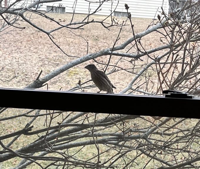 house finch pecking at window