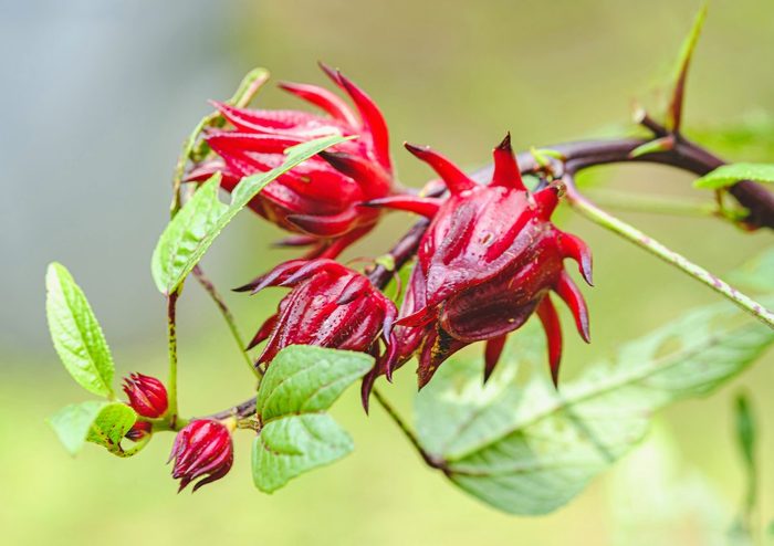 Close Up Of Roselle Fruit On Tree, tea garden