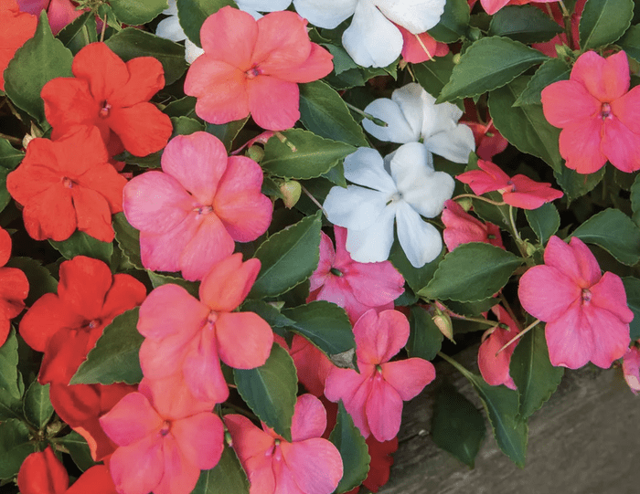 beacon impatiens, annuals that attract hummingbirds