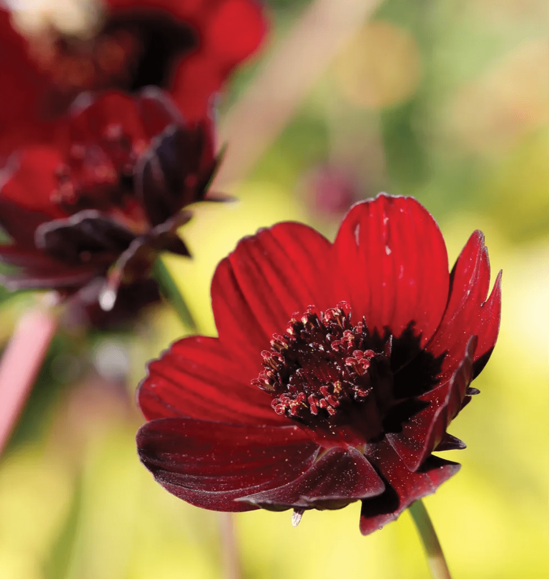 chocolate cosmos