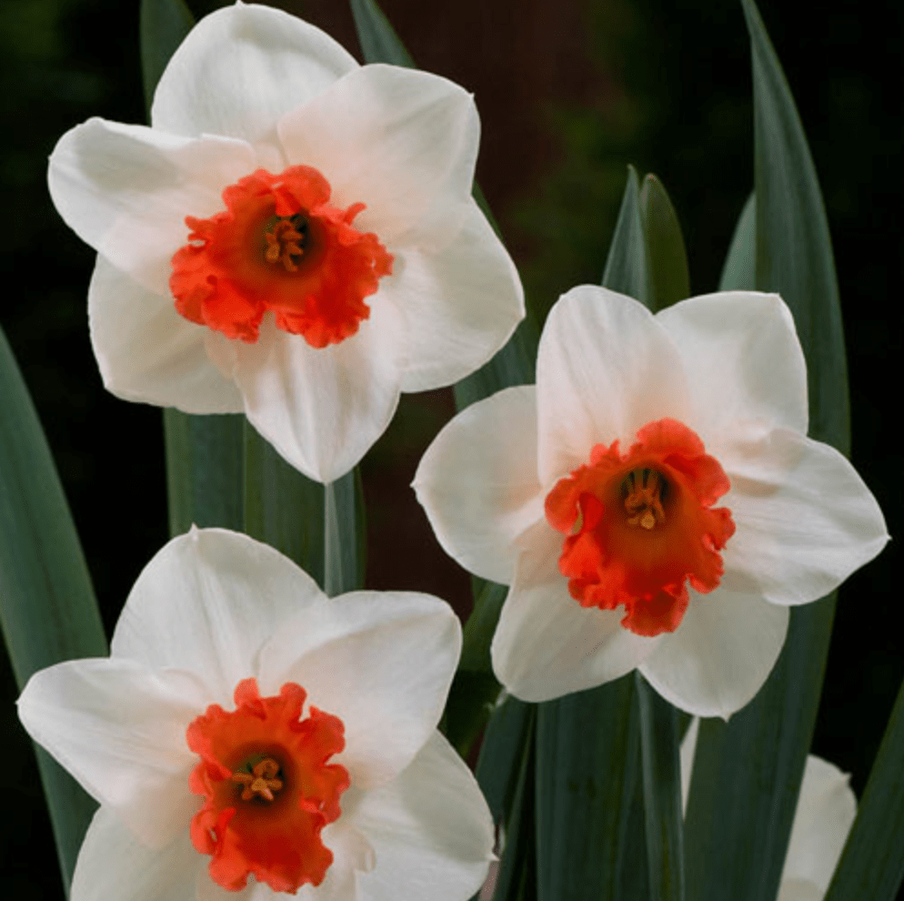 cool flame daffodil