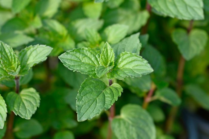 Chocolate Mint