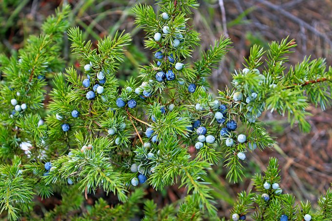 common juniper, plant zones