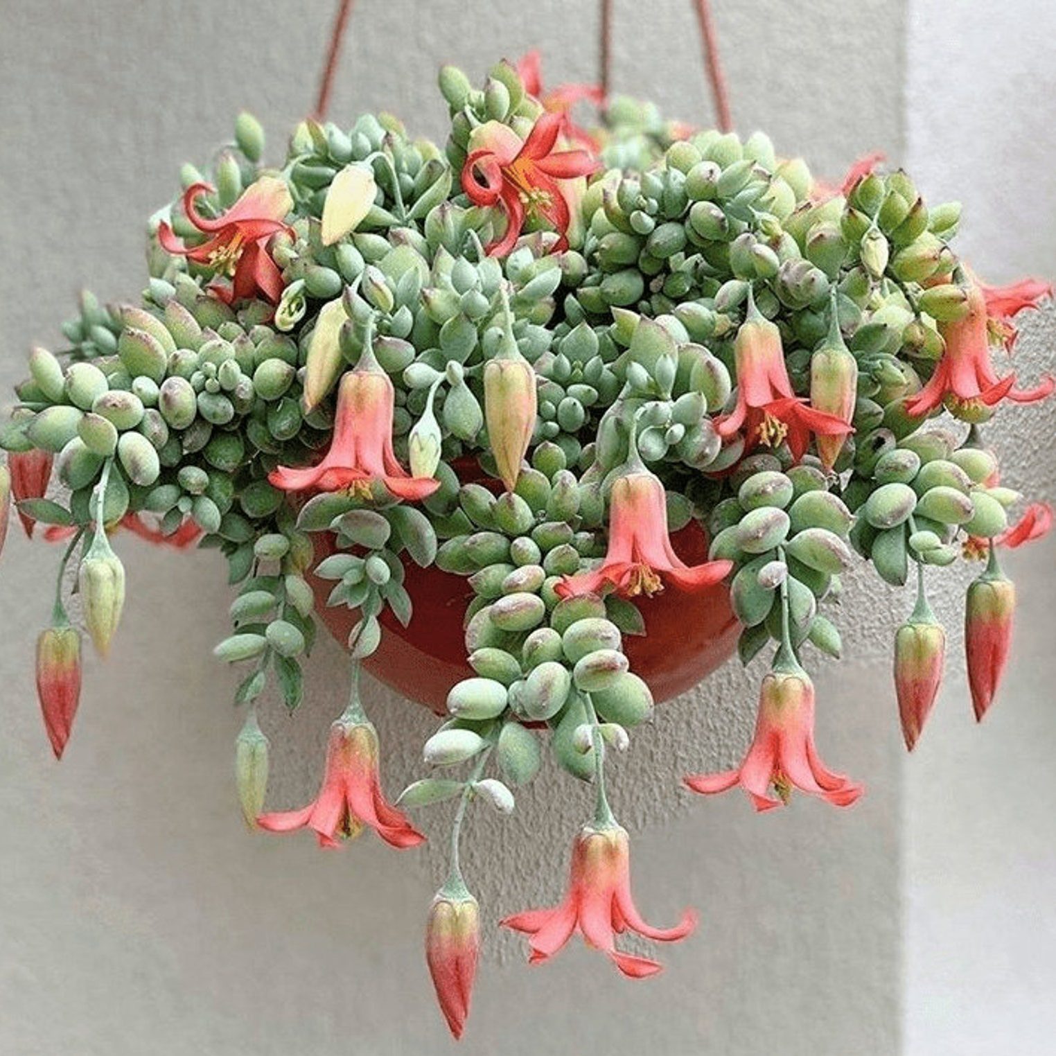 Cotyledon Pendens 6 Basket Cliff Hanger Succulent Ecomm Via Etsy Com