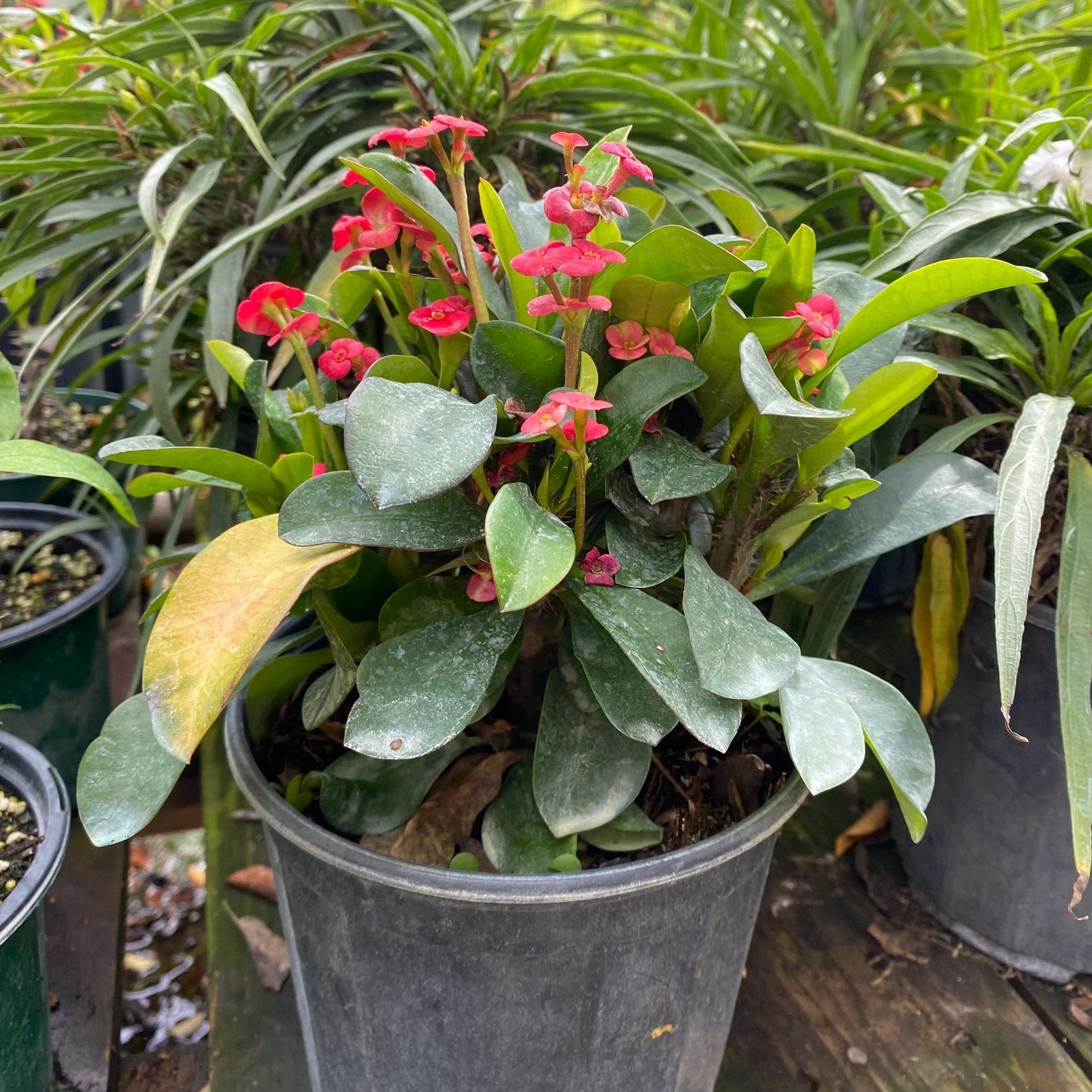 Crown Of Thorns Pink Euphorbia Milii Ecomm Via Etsy Com