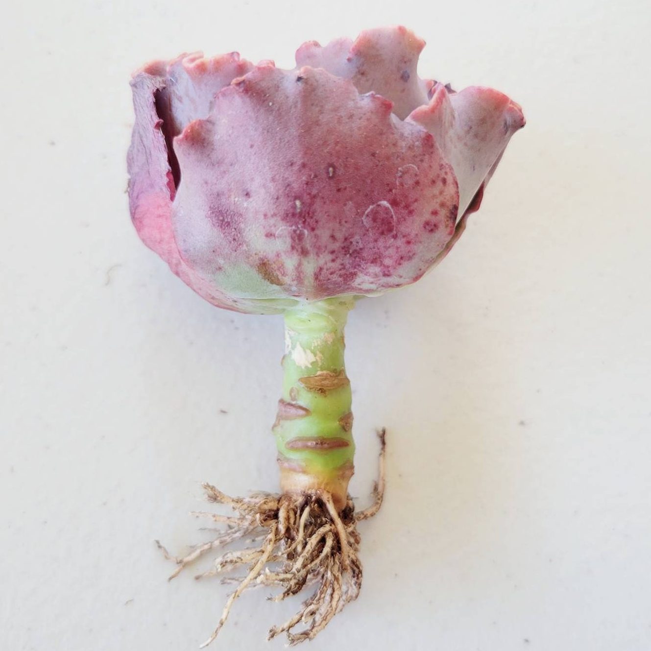 Echeveria Can Can Rare Succulents Ecomm Via Etsy Com
