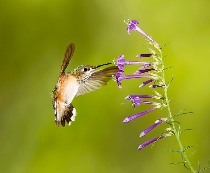 A female Calliope hummingbird hovering in front of an El Paso Skyrocket stem.