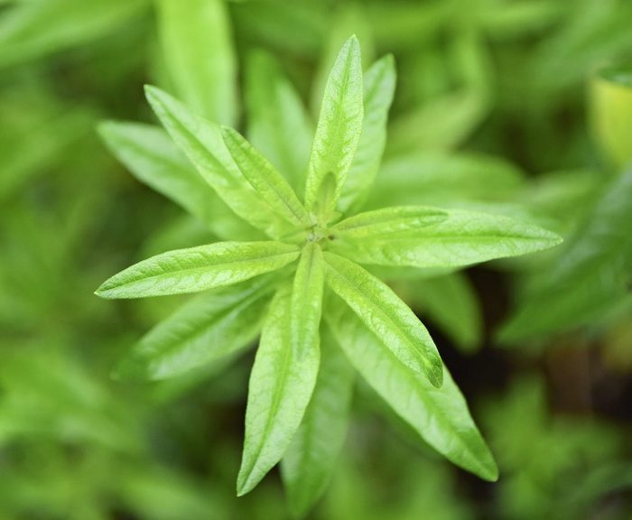 Lemon Verbena