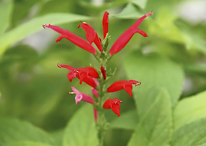 Pineapple Sage 5, tea garden