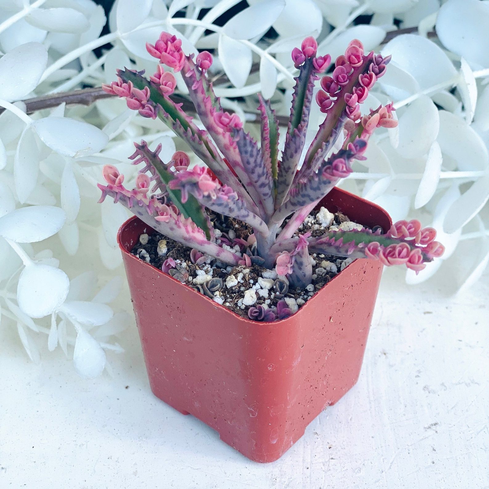 Pink Butterflies Kalanchoe 2 Inch Ecomm Via Etsy Com