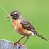 Will a Robin Use a Birdhouse?