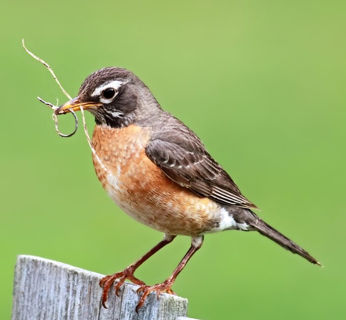 Will a Robin Use a Birdhouse?