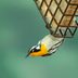 What Do Warblers Eat and How to Attract Them