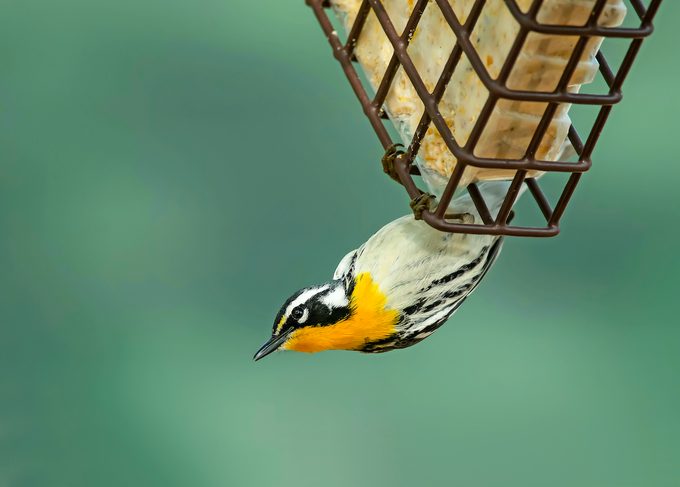 What Do Warblers Eat and How to Attract Them