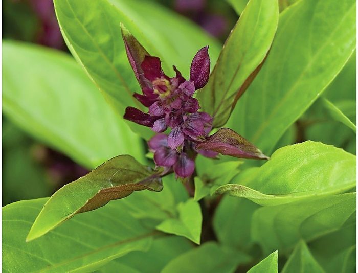 Siam Queen Thai Basil 4