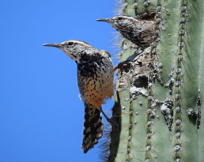 cactus wren nest
