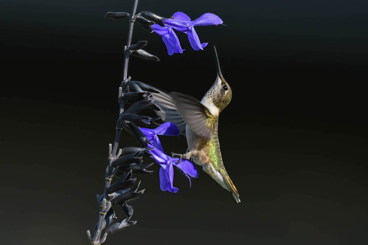 hummingbird feet