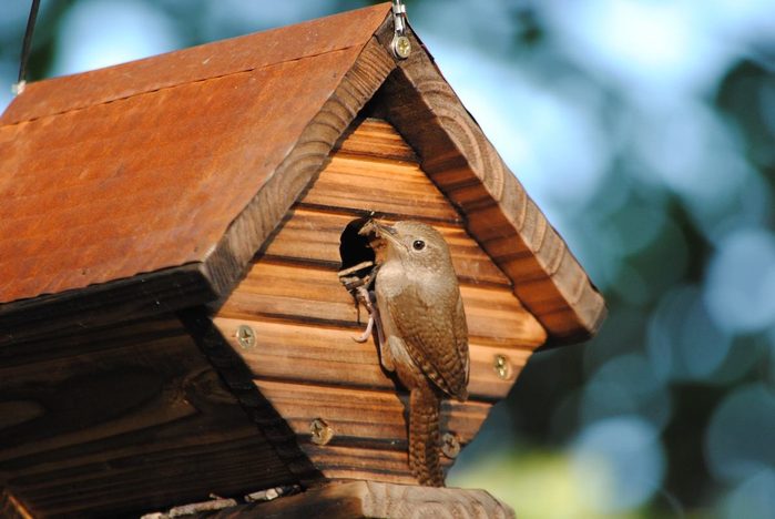 251850497 1 Colleen Wagner Bnb Bypc2020, picture of a wren