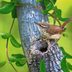 16 Delightful Pictures of Wren Birds