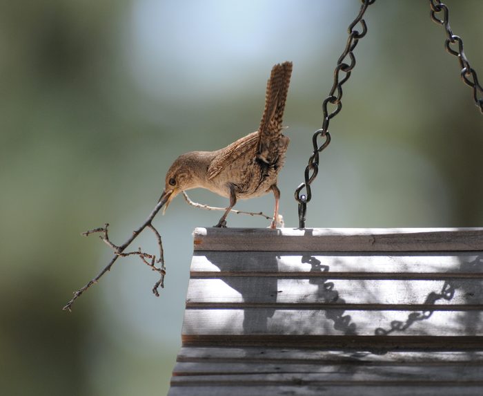 252639839 1 Barbara Anderson Bnb Bypc2020, picture of a wren