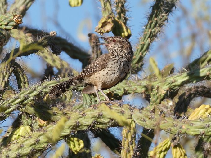 cactus wren