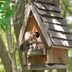 Wren vs Sparrow: What Bird Are You Seeing?