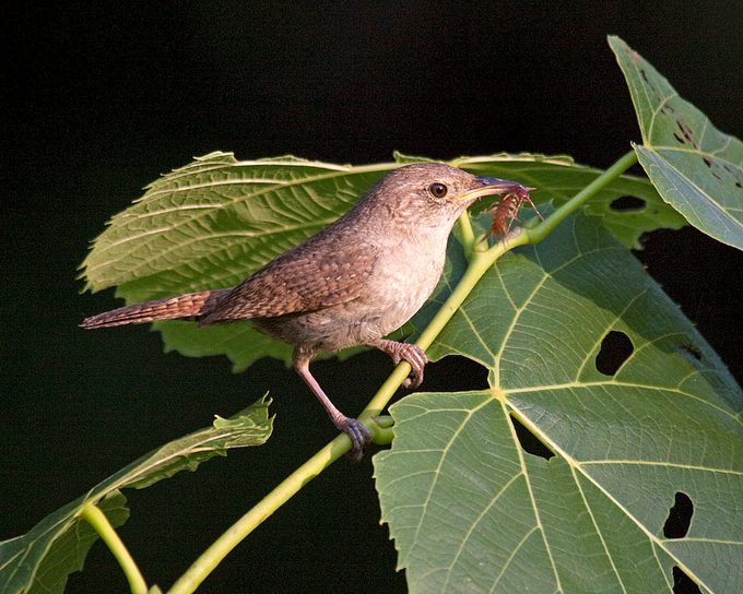 house wren vs carolina wren