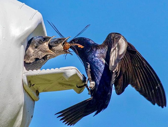 purple martin
