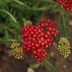 Yarrow Plant Care and Growing Tips