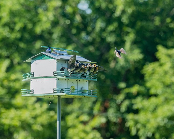 purple martin