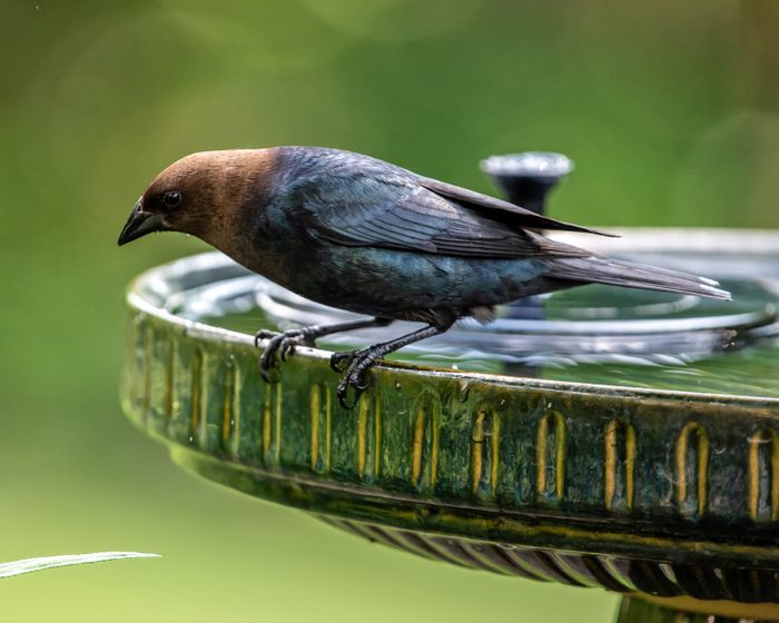 brown bird, cowbird