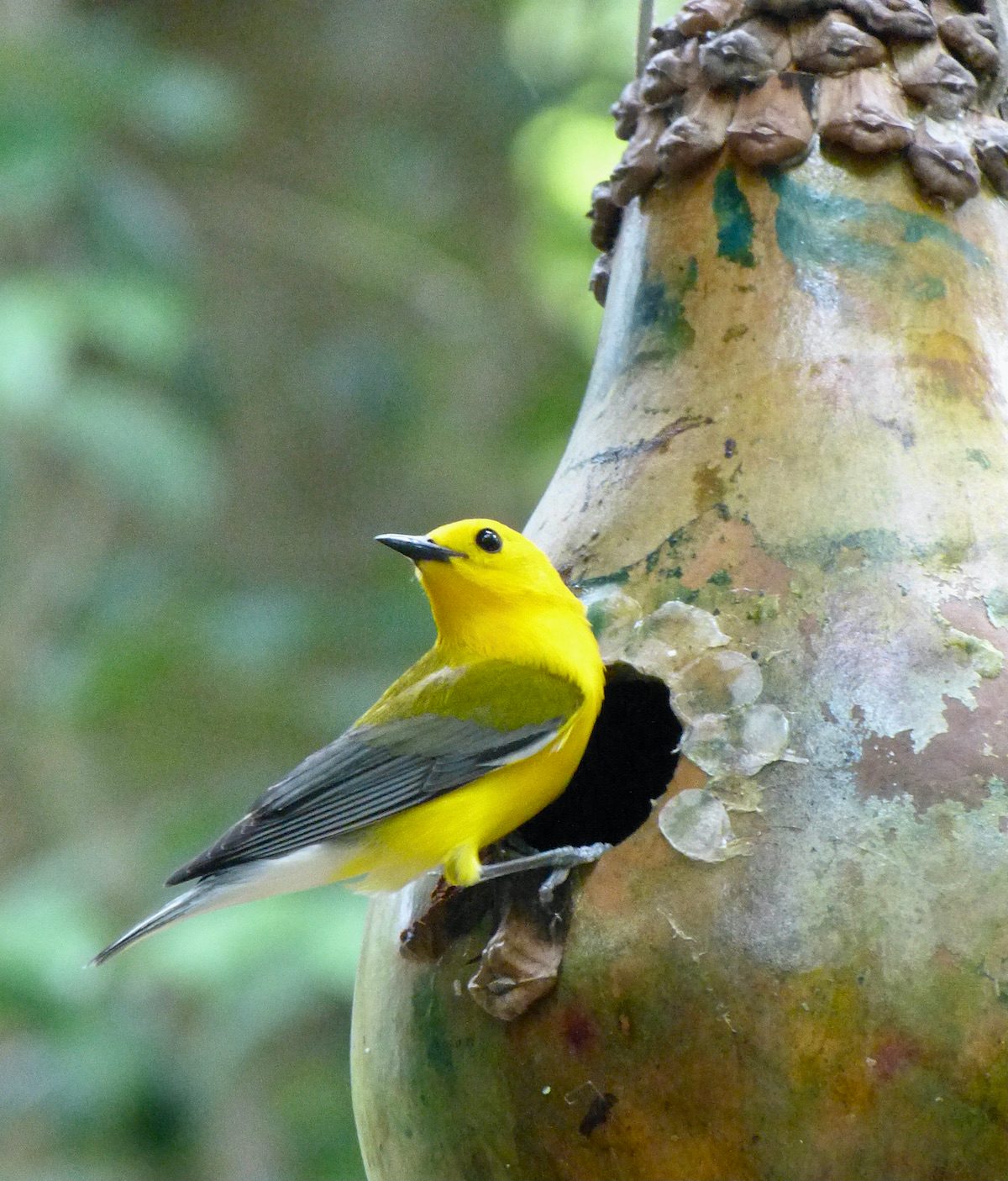 gourd birdhouse