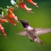 Hummingbirds Love Vermillionaire Firecracker Plant