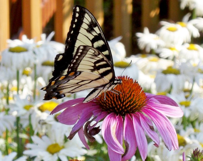 fuzzy flower butterflies