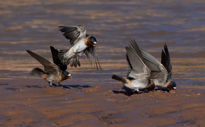 cliff swallows