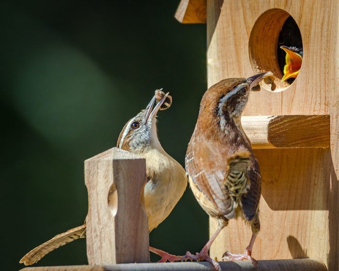 Bnbbyc17 Benjamin Cash, picture of a wren