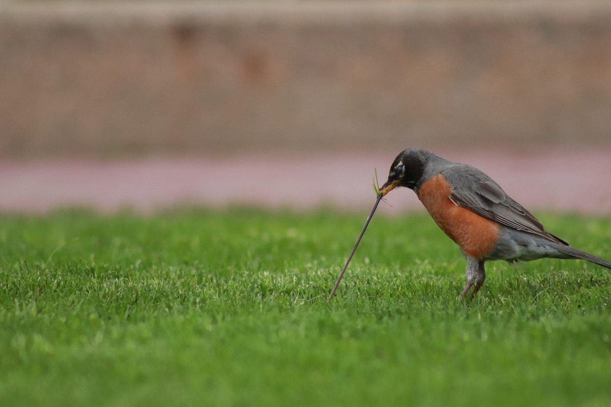 Bnbbyc17 Elliot Davis, how do robins find worms