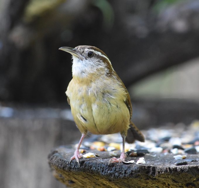 carolina wren call
