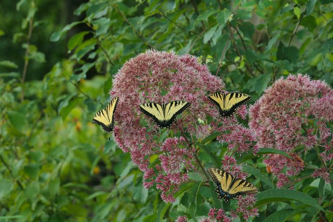 fuzzy flower, joe pye weed