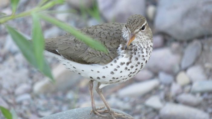 brown bird, sandpiper