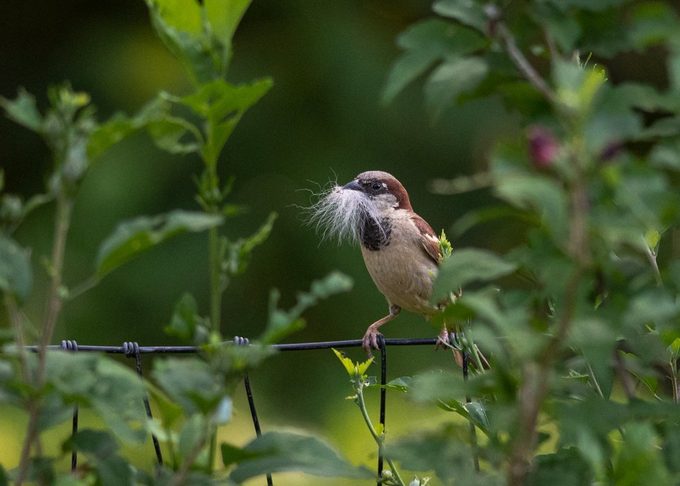 wren vs sparrow