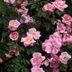 Roses Love Garlic: Here's Why