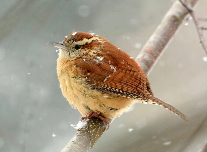 house wren vs carolina wren